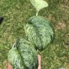 Rare Scindapsus Black Dragon Variegata - B