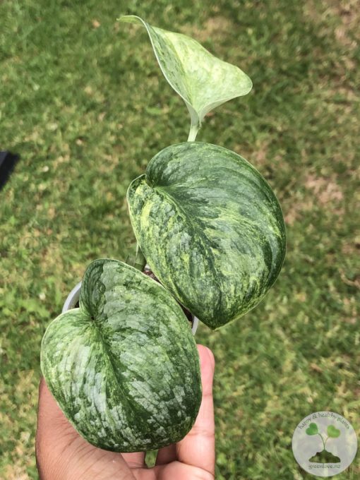 Rare Scindapsus Black Dragon Variegata - B