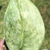 Rare Scindapsus Black Dragon Variegata - B