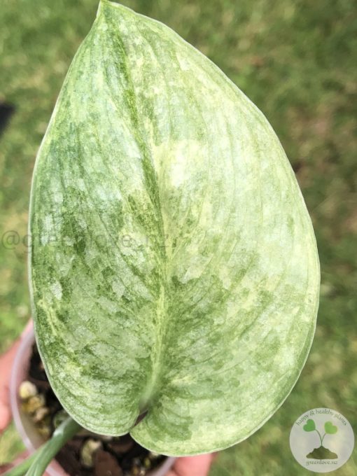 Rare Scindapsus Black Dragon Variegata - B