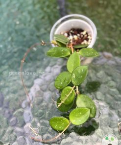 Hoya mathilde