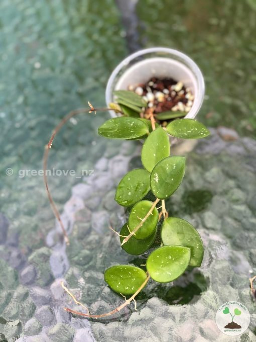 Hoya mathilde