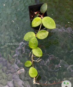 Hoya mathilde