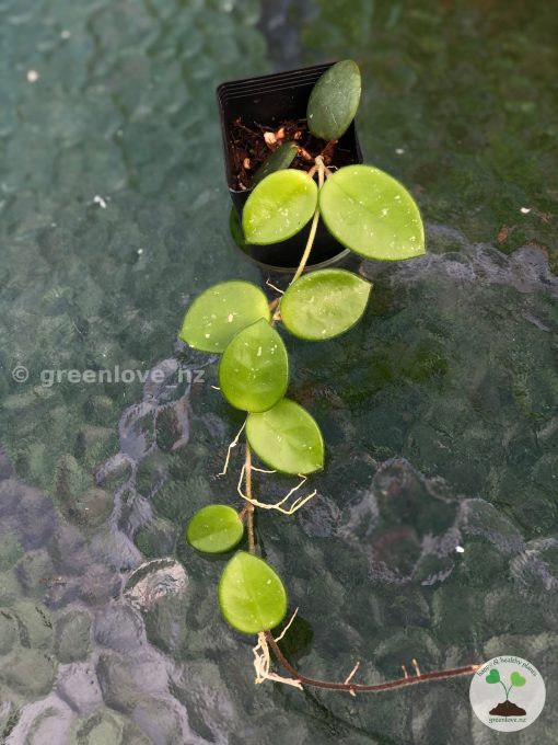 Hoya mathilde