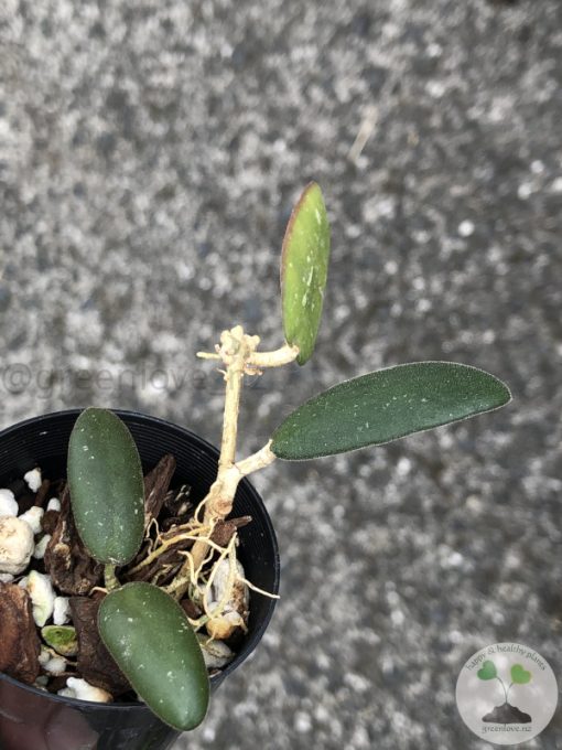 Hoya GPS-7240