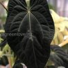 Anthurium Dark Mama x DP X No ID