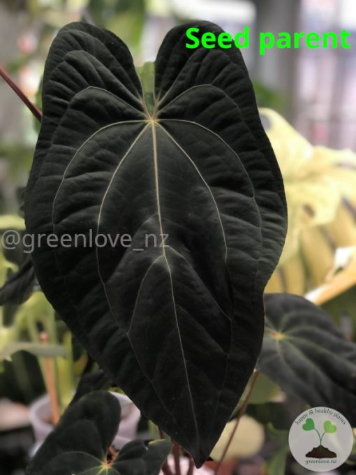 Anthurium Dark Mama x DP X No ID