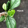 Rare Scindapsus Sumatra - B