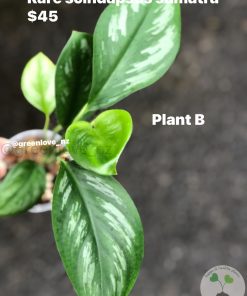Rare Scindapsus Sumatra - B
