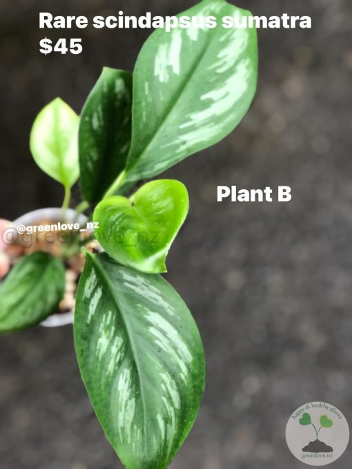 Rare Scindapsus Sumatra - B