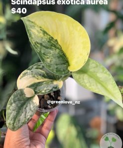 Scindapsus Exotica Aurea