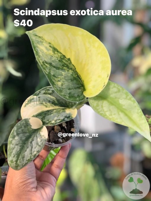Scindapsus Exotica Aurea
