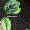 Rare Scindapsus Sumatra - C
