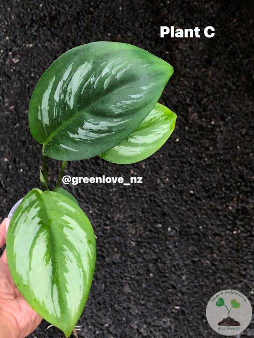 Rare Scindapsus Sumatra - C