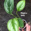 Rare Scindapsus Sumatra - C