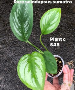 Rare Scindapsus Sumatra - C