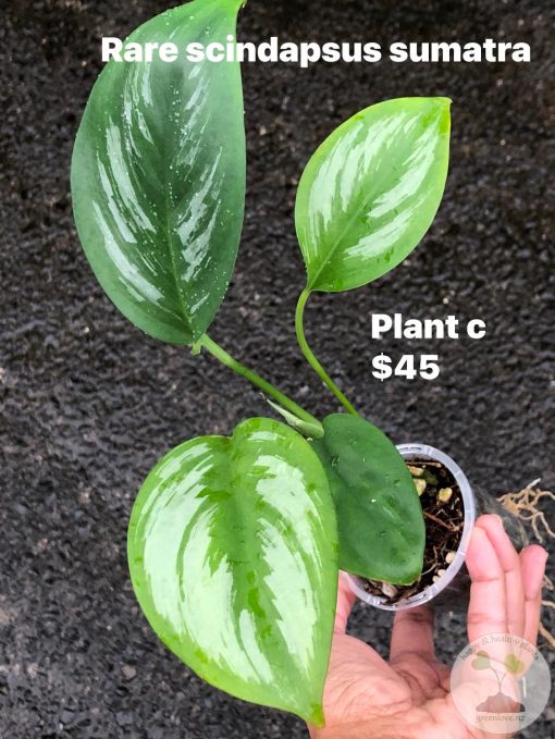 Rare Scindapsus Sumatra - C