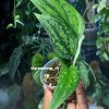 Rare Scindapsus Green Army (narrow)