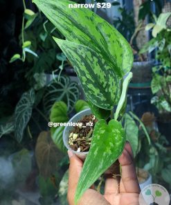 Rare Scindapsus Green Army (narrow)