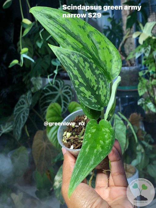 Rare Scindapsus Green Army (narrow)