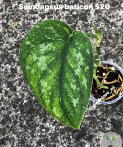 Scindapsus Baticon