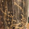 Rare Scindapsus Sumatra - B