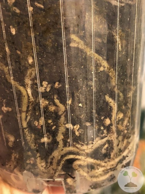 Rare Scindapsus Sumatra - B