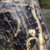 Scindapsus Baticon