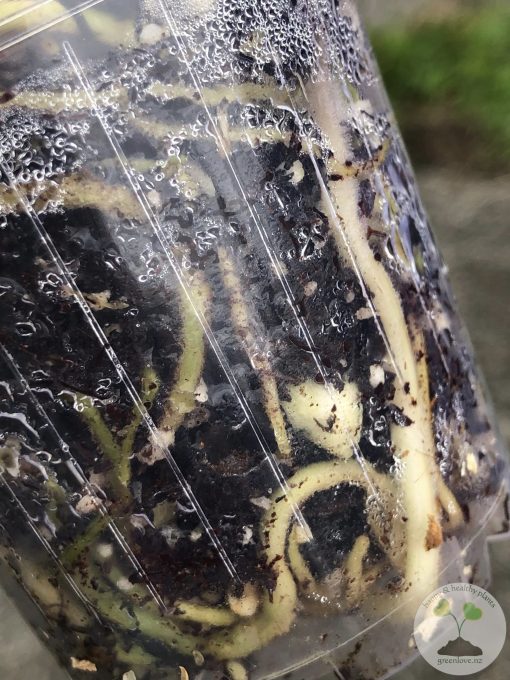 Scindapsus Baticon