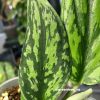 Rare Scindapsus Green Army (narrow)