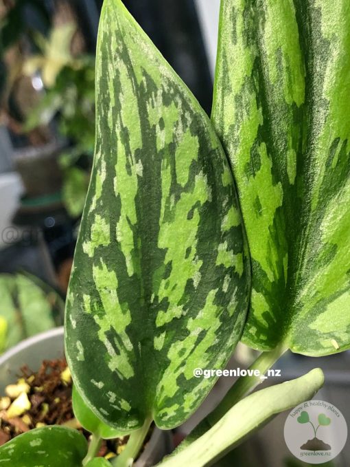 Rare Scindapsus Green Army (narrow)