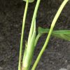 Rare Scindapsus Sumatra - C