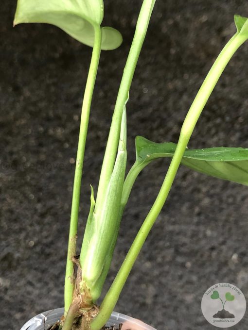 Rare Scindapsus Sumatra - C