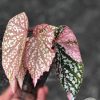 Begonia Snow Capped Variegated