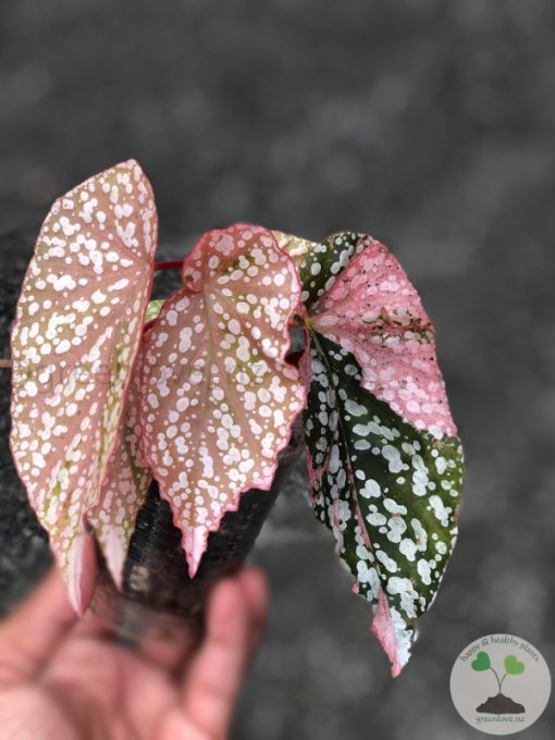 Begonia Snow Capped Variegated