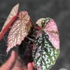 Begonia Snow Capped Variegated