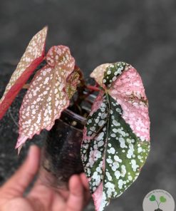 Begonia Snow Capped Variegated