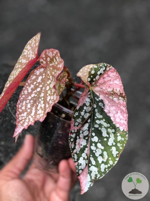 Begonia Snow Capped Variegated
