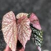 Begonia Snow Capped Variegated