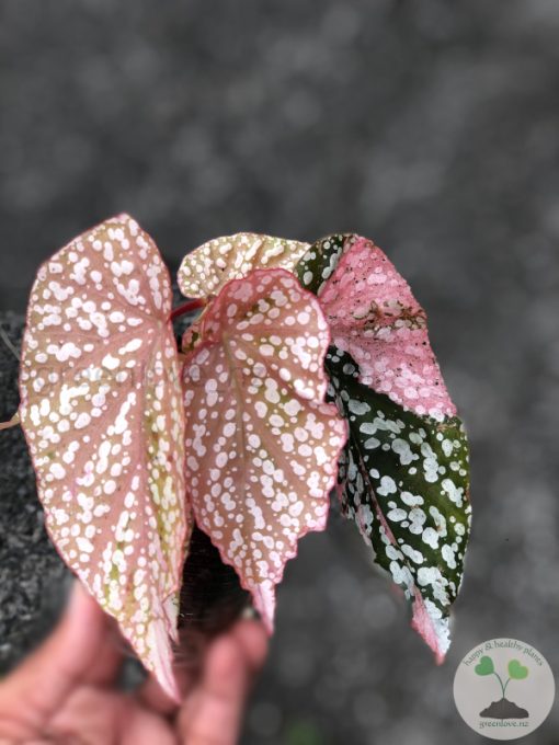 Begonia Snow Capped Variegated