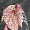 Begonia Snow Capped Variegated