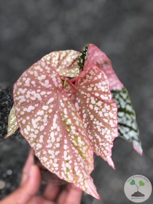 Begonia Snow Capped Variegated