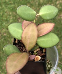 Hoya sp. aff. burtoniae