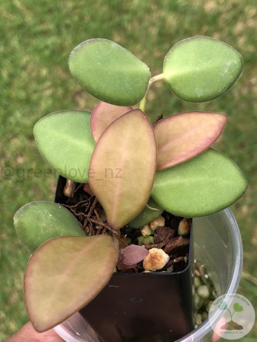 Hoya sp. aff. burtoniae