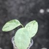 Hoya coriacea 'Silver'