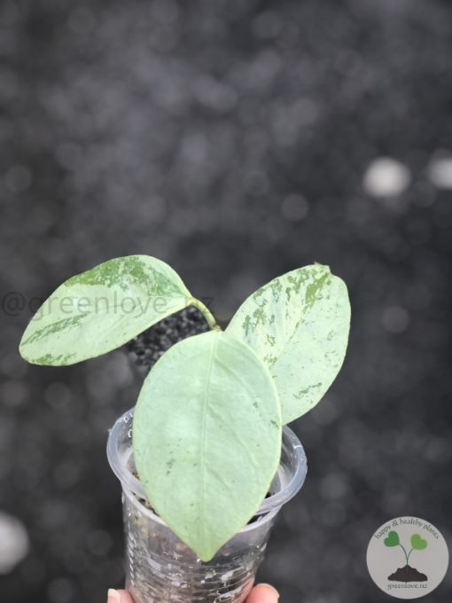 Hoya coriacea 'Silver'