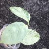 Hoya coriacea 'Silver'