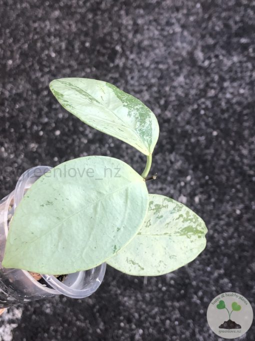 Hoya coriacea 'Silver'