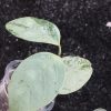 Hoya coriacea 'Silver'