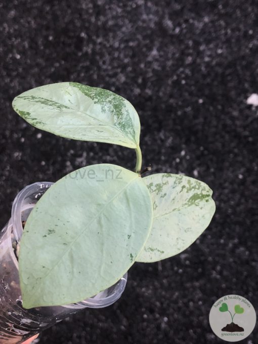 Hoya coriacea 'Silver'